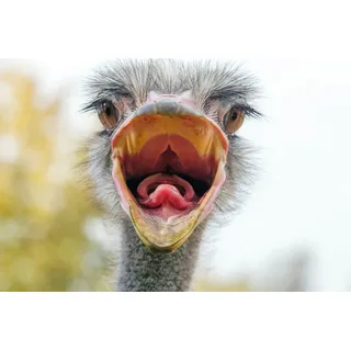 Papermoon "VOGEL STRAUß-HUMOR PORTRÄT VOGEL AFRIKA SAVANNE", bunt,