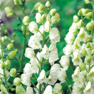 Eisenhut winterhart Staude Aconitum Eisenhut Napellus Album 1 St. - Weiß