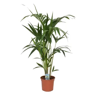 Kentia Palme 100-120 cm Howea forsterian