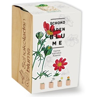 Feel Green ecoblock Schokoladenblume, Nachhaltige Geschenkidee (100% Eco Friendly), Grow Your Own/Anzuchtset, Pflanzen im Holzblock, Made in Austria