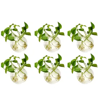 NUPTIO Wandvase für Pflanzen Innen Glas: Blumen Wandbehang Glasvase für Wohnzimmer Wand Deko - Wasser Hängetöpfe Vasen Luft Blumenvase Terrarien für Raum Dekoration 6er-Set