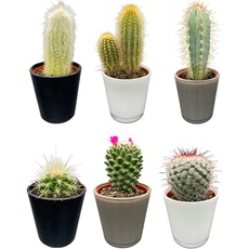 Cactus Mix, 7.5CMØ, 8-15CM Hoch, Moderne Glasgefäße (6 Stück)