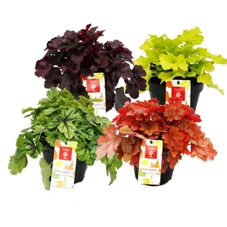 Winterharter Bodendecker - Heuchera-Mix - Indian Summer - 4 große Pflanzen - Purpurglöckchen