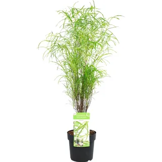 GROW by OBI Farnblättriges Pulverholz Fine Line Höhe 50-60 cm Topf 5 l Rhamnus