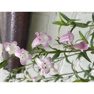 6 x Penstemon ‘Apple Blossom’ - Bartfaden ) Topf 9 x 9 cm