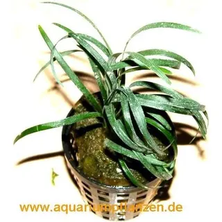 5 Töpfe ophiopogon japonicum, kleiner Schlangenbart