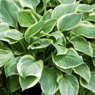 6 x Goldrand Funkie - Hosta fortunei 'Aureomarginata' | Topf 9cm x 9cm