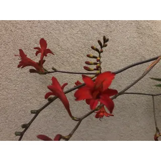 6 x Crocosmia hybr. Lucifer' - Montbretia im 9x9 cm Topf