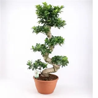 Bonsai Ficus microcarpa Ginseng Chinesische Feige Grünpflanze Zimmerpflanze - 80-100 cm