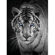 Bild Wohndecke »Mikrofaser Fotodruck "Tiger"«, bunt