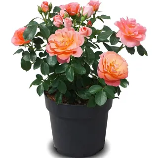 GROW by OBI Rose Sugar Candy H ca. 25-30cm Topf 3,5l  Rose