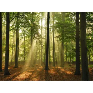Papermoon "Forest in the Morning", bunt,