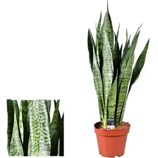 Sansevieria zeylanica 40 cm Bogenhanf bessere Raumluft Zimmerpflanze
