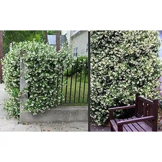 Sternjasmin 30-50 cm - Immergrün, Duftend & Winterhart Trachelospermum jasminoides