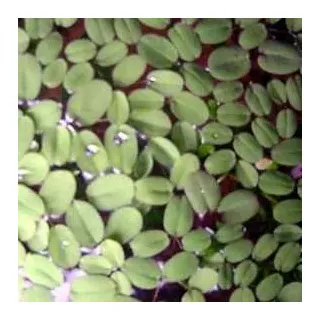 3 Portionen Büschelfarn a' 10 Stück (Salvinia auriculata)