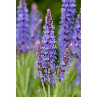 Salvia nemorosa 'Blauhügel', Steppensalbei, blau, ca. 9x9 cm Topf