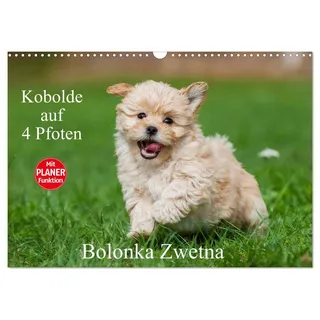 Kobolde auf 4 Pfoten - Bolonka Zwetna (Wandkalender 2026 DIN A3 quer), CALVENDO Monatskalender: Lassen Sie sich verzaubern von einer entzückenden Hundefamilie (CALVENDO Tiere)