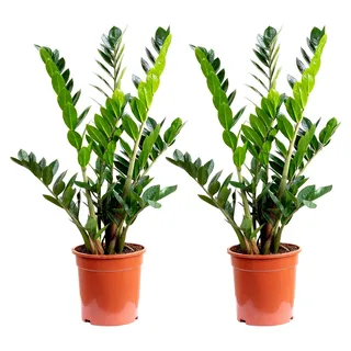 2er-Set Glücksfeder - echte Zimmerpflanze, Zamioculcas zamiifolia 9+ - Höhe 90 cm, Topf-Ø 21 cm