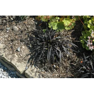 Ophiopogon planiscapus 'Nigrescens', Schlangenbart, schwarz, ca. 9x9 cm Topf - Schwarz