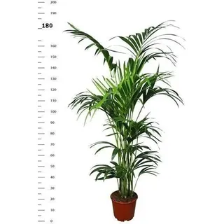 Kentia Palme (Howea forsteriana) 180-190 cm – Stilvolle Tropenpflanze für Innenräume