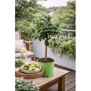 Limettenbaum „Lima Verde“ (Caipirinha-Limette) 70–100 cm – aromatische Früchte, Citrus Pflanze für Balkon, Terrasse & Wintergarten