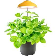 Ninfa Umbrella Pflanzenlampe mit Vollspektrum Licht (5W, 3500K, 240 Lumen, USB, 1.5A/5V) - LED Pflanzenlampe mit 4 Farben, 120 Grad Abstrahlwinkel - Pflanzenlicht mit automatischem Timer (Gelb)
