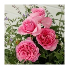 KORDES ROSEN Edelrose, Rosa »Königin Marie®«, Blüte: rosa, gefüllt