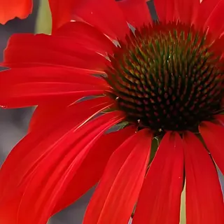 6 x Scheinsonnenhut ® - Echinacea purpurea 'Hot Lava' | Topf 9cm x 9cm