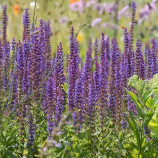 6 x Salbei - Salvia nemorosa 'Ostfriesland' | Topf 9cm x 9cm