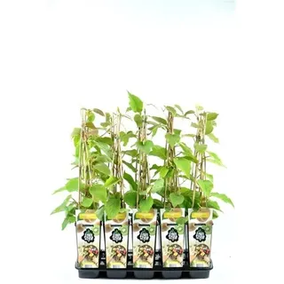 Kiwi Jenny 70 cm - Actinidia chinensis 'Jenny' - selbstfruchtend/selbstbefruchtend