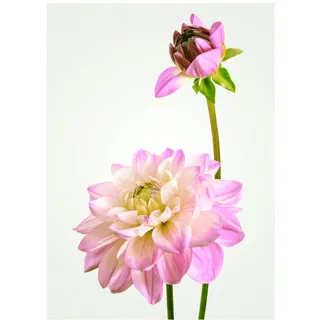 KOMAR Dahlia Leinwand 30x40 cm