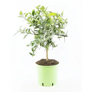 Citrus x junos - Yuzu 80-100 cm - Frostharte Zitrussorte bis -12°C - veredelt