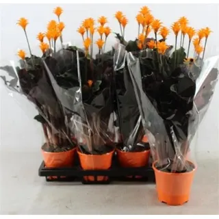 Calathea Crocata 40 cm - Korbmarante - Grünpflanze - Zimmerpflanze - Gebetspflanzen - Blattschmuckpflanze