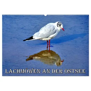 Lachmöwen an der Ostsee (Wandkalender 2026 DIN A2 quer), CALVENDO Monatskalender: Möwen am Strand der Ostseeinsel Usedom (CALVENDO Tiere)