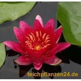 3 Zwergseerosen, Zwergseerose für den Teich, Farbwahl möglich