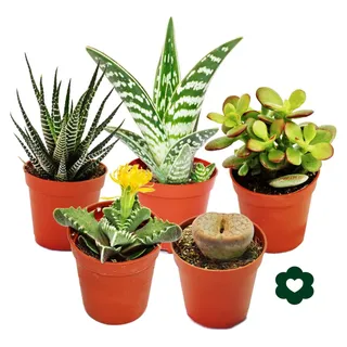 5 verschiedene Sukkulenten 5,5cm Topf im Set - Grün