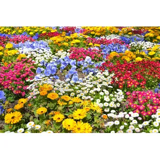 Papermoon "BLUMEN-GARTEN-WIESE PFLANZE JASMIN BLÜTEN BUNT ORCHIDEE", bunt,