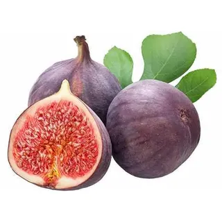 Feige 'Brown Turkey' ca. 30 cm - Ficus carica 'Brown Turkey' - mittelfrühe Sorte