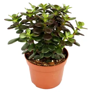 Crassula portulacea minor - "Penny Tree" - Zimmerpflanze, 12 cm groß - Rot