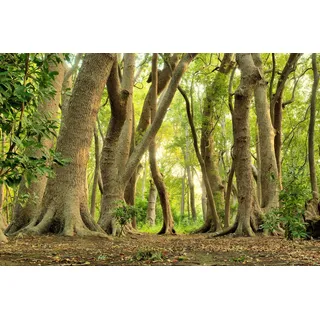 Papermoon »MAGISCHER WALD-BAUM FARNE DSCHUNGEL SONNE WEG PFLANZE«, bunt,