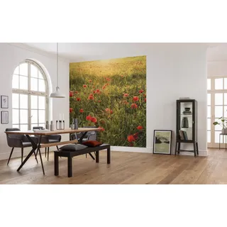 KOMAR Vliestapete Poppy World 250x280 cm
