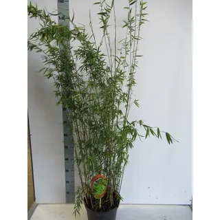 Fargesia nitida 'Black Pearl' C5-5 Liter - Schwarzer Schirmbambus