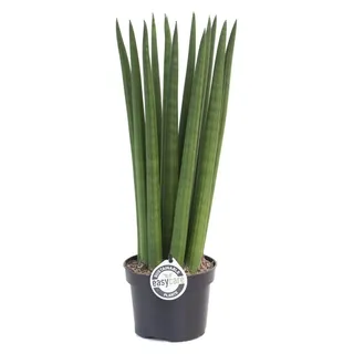 Sansevieria Cylindrica Straight ca. 40 cm Bogenhanf Schwiegermutterzunge bessere Raumluft