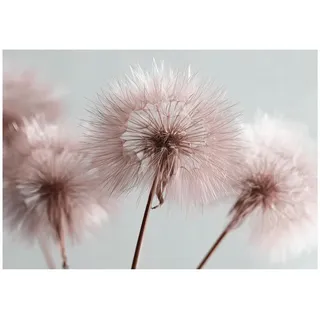 Wallarena Fototapete Pusteblume Boho Wohnzimmer 400x280 , Papier , Baum/Pflanze/Natur , Rechteckig , 400x280 cm , FSC 100% ,