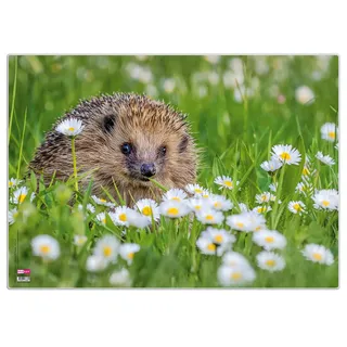 Veloflex Schreibtischunterlage Igel, 35 x 50 cm, rutschfest, abwischbar, mit transparenter Antireflex-Schutzfolie, Schreibtischauflage, Malunterlage, Bastelunterlage
