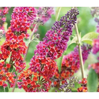 Buddleja Flower Power 25-30 cm Schmetterlingsflieder Sommerflieder - Fliederspeer
