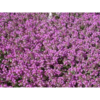 Thymus serpyllum 'Creeping Red', Sand-Thymian, rotblühend, ca. 9x9 cm Topf