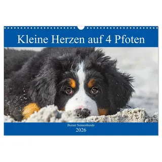 Kleine Herzen auf 4 Pfoten - Berner Sennenhunde (Wandkalender 2026 DIN A3 quer), CALVENDO Monatskalender: Entzückende Berner Sennenhunde-Welpen begleiten uns durch das Jahr (CALVENDO Tiere)