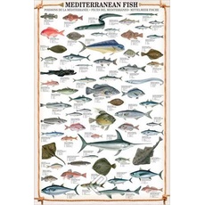 Educational Mediterranean Fish - Mittelmeer Fische Bildung Lernposter Druck