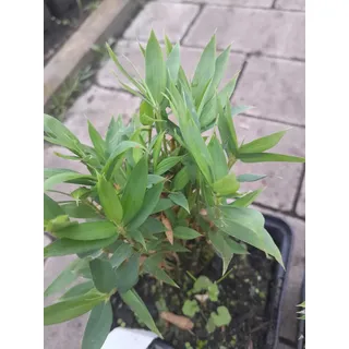 Pleioblastus Pygmaeus Distichus ca. 20 cm Kompakter Bambus für eleganten Gartenakzent